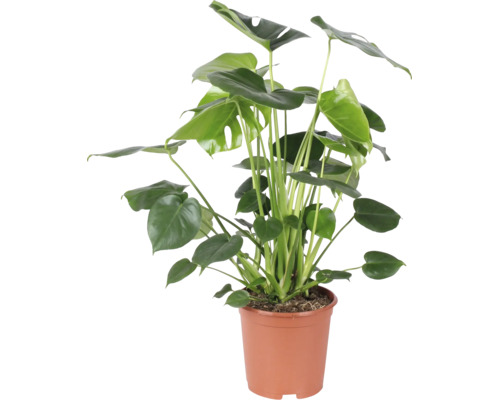 Monstera deliciosa Zimmerpflanze, auch bekannt als Koestliches Fensterblatt, in einem braunen Kunststofftopf.