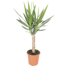 Yucca-Palme mit einem dicken Stamm und spitzen, grünen Blättern in einem braunen Kunststofftopf.