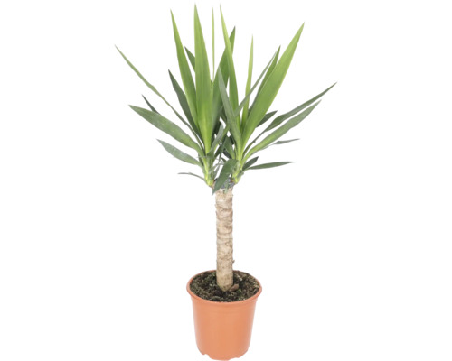 Yucca-Palme mit einem dicken Stamm und spitzen, grünen Blättern in einem braunen Kunststofftopf.