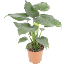 Zimmerpflanze Alocasia cucullata im Kunststofftopf