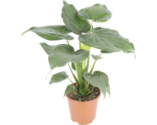 Zimmerpflanze Alocasia cucullata im Kunststofftopf