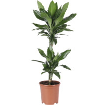 Drachenbaum Dracaena Janet Craig im Kunststoff-Kulturtopf