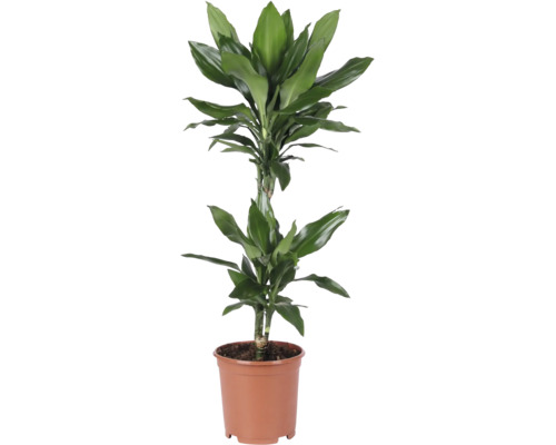 Drachenbaum Dracaena Janet Craig im Kunststoff-Kulturtopf