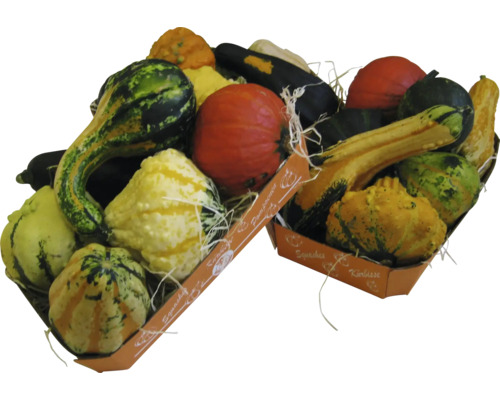 Zwei Pappschalen gefüllt mit einer Auswahl an verschiedenen Zierkürbissen in unterschiedlichen Formen und Größen für die Herbstdekoration.