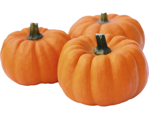 Drei kleine Speisekürbisse für die Herbstdekoration oder zum Verzehr.