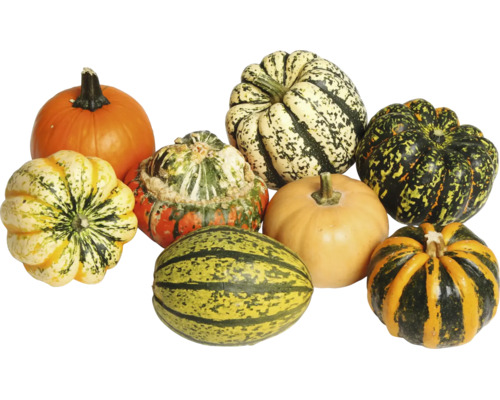Verschiedene Zierkuerbisse und Speisekuerbisse in unterschiedlichen Formen und Groessen als Herbstdekoration.
