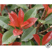 Nahaufnahme einer Glanzmispel Photinia fraseri mit typischen lanzettlichen Blättern in wechselnden Farben. (Image AI modified or generated)