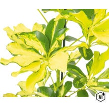 Schefflera arboricola Zimmerpflanze mit panaschierten Blättern an einem Rankstab (Image AI modified or generated)
