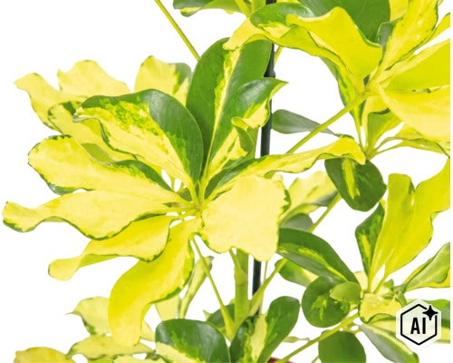 Schefflera arboricola Zimmerpflanze mit panaschierten Blättern an einem Rankstab (Image AI modified or generated)