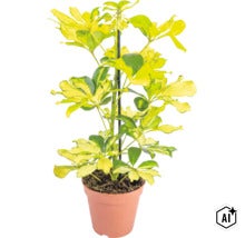 Schefflera arboricola mit panaschierten Blättern in einem Pflanztopf mit Rankhilfe (Image AI modified or generated)
