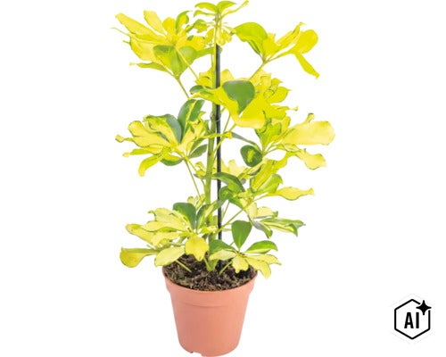 Schefflera arboricola mit panaschierten Blättern in einem Pflanztopf mit Rankhilfe (Image AI modified or generated)