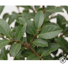 Nahaufnahme der Blätter eines Euonymus fortunei Strauchs. (Image AI modified or generated)
