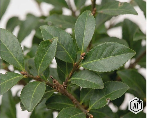 Nahaufnahme der Blätter eines Euonymus fortunei Strauchs. (Image AI modified or generated)