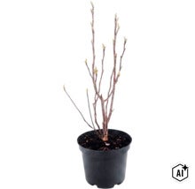 Ein junger Strauch mit Knospen im schwarzen Kunststofftopf. (Image AI modified or generated)