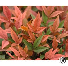 Nahaufnahme von Nandina domestica Pflanzenblättern mit spitz zulaufenden Blattformen im Garten (Image AI modified or generated)