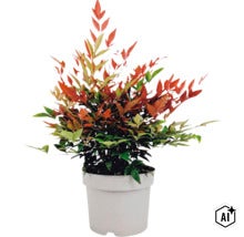 Syzygium paniculatum Pflanze in einem Topf als Zimmerpflanze oder Gartenpflanze (Image AI modified or generated)