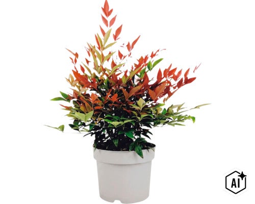 Syzygium paniculatum Pflanze in einem Topf als Zimmerpflanze oder Gartenpflanze (Image AI modified or generated)