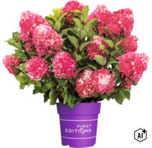 Rosa blühende Rispenhortensie in einem lila Pflanztopf mit First Editions Logo (Image AI modified or generated)