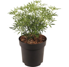 Zimmerpflanze Aralia in einem schwarzen Kunststofftopf