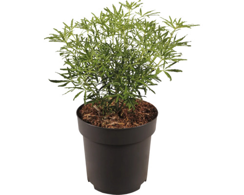Zimmerpflanze Aralia in einem schwarzen Kunststofftopf