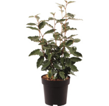Ölweide als junge Pflanze im schwarzen Pflanztopf für den Garten