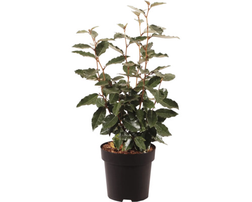 Ölweide als junge Pflanze im schwarzen Pflanztopf für den Garten