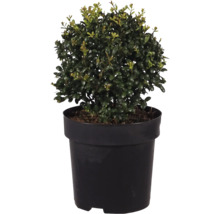 Ilex crenata Kinmeke, japanische Stechpalme in einem schwarzen Kunststofftopf als dekorative Gartenpflanze