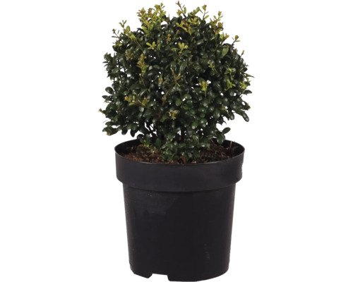 Ilex crenata Kinmeke, japanische Stechpalme in einem schwarzen Kunststofftopf als dekorative Gartenpflanze
