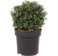 Ilex crenata Kinme in einem runden schwarzen Kunststofftopf