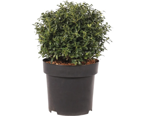 Ilex crenata Kinme in einem runden schwarzen Kunststofftopf
