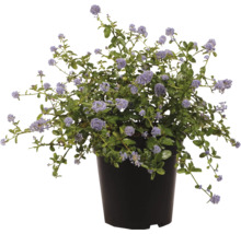 Säckelblume Ceanothus im Kunststofftopf mit zahlreichen Blüten