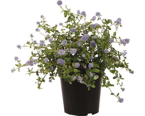 Säckelblume Ceanothus im Kunststofftopf mit zahlreichen Blüten