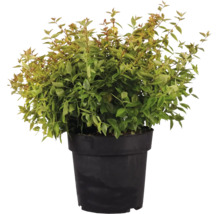 Abelia grandiflora Pflanze im schwarzen Kunststofftopf fuer den Garten oder die Terrasse.