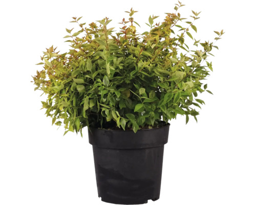 Abelia grandiflora Pflanze im schwarzen Kunststofftopf fuer den Garten oder die Terrasse.