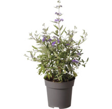 Blaubart Caryopteris in einem grauen Kunststofftopf