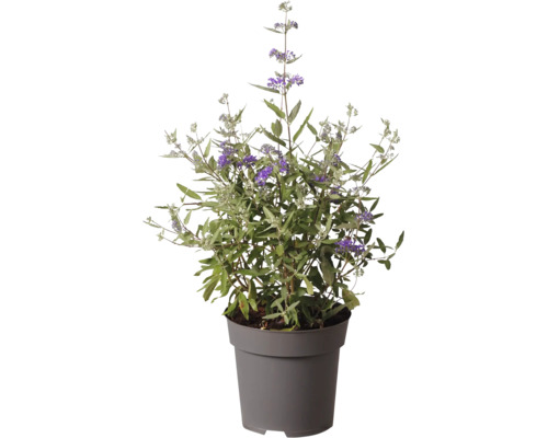 Blaubart Caryopteris in einem grauen Kunststofftopf