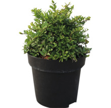 Buxus sempervirens Buchsbaum als kleine Pflanze in einem runden schwarzen Kunststofftopf