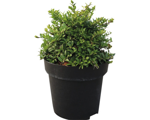 Buxus sempervirens Buchsbaum als kleine Pflanze in einem runden schwarzen Kunststofftopf