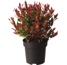 Glanzmispel Photinia fraseri in einem runden Pflanztopf als Zierstrauch für Garten oder Terrasse