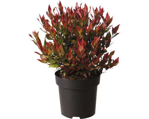 Glanzmispel Photinia fraseri in einem runden Pflanztopf als Zierstrauch für Garten oder Terrasse