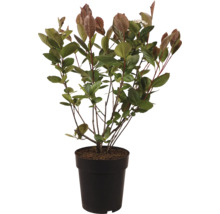 Eine Photinia Fraseri Little Red Robin Pflanze in einem Topf mit jungen Blättern.