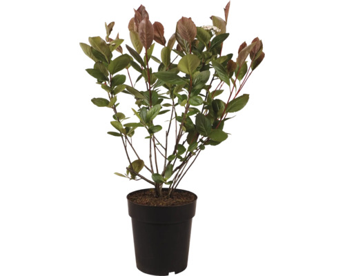 Eine Photinia Fraseri Little Red Robin Pflanze in einem Topf mit jungen Blättern.