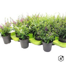 Mehrere Angelonia Pflanzen in Kunststofftöpfen auf einer grünen Transportplatte. (Image AI modified or generated)