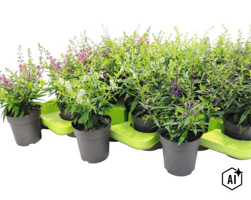 Mehrere Angelonia Pflanzen in Kunststofftöpfen auf einer grünen Transportplatte. (Image AI modified or generated)