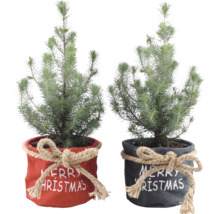 Zwei kleine Tannenbäume in Textilübertöpfen mit Jutekordel und Weihnachtsschriftzug