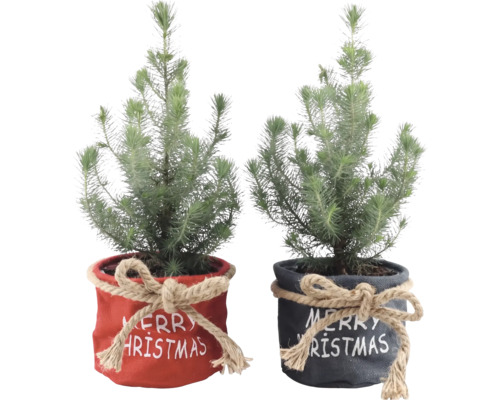 Zwei kleine Tannenbäume in Textilübertöpfen mit Jutekordel und Weihnachtsschriftzug