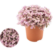 Callisia repens in einem Kunststofftopf mit detailreicher Nahaufnahme der Blätter.