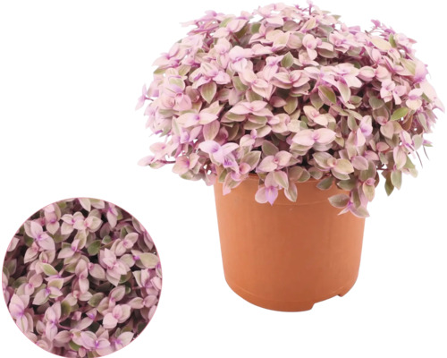 Callisia repens in einem Kunststofftopf mit detailreicher Nahaufnahme der Blätter.