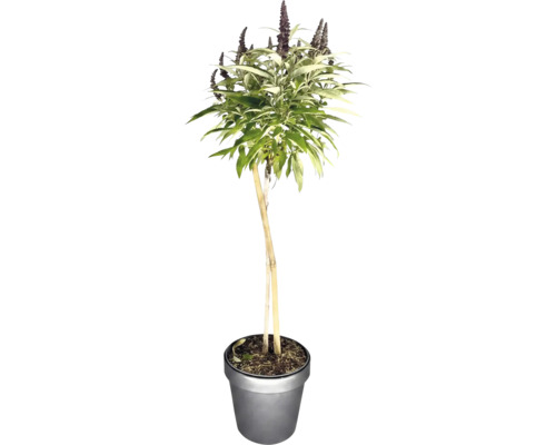 Buddleja im Hochstamm mit lanzenfoermigen Blaettern und Bluetenrispen im Pflanztopf