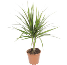 Dracaena Marginata als Zimmerpflanze im Kunststofftopf